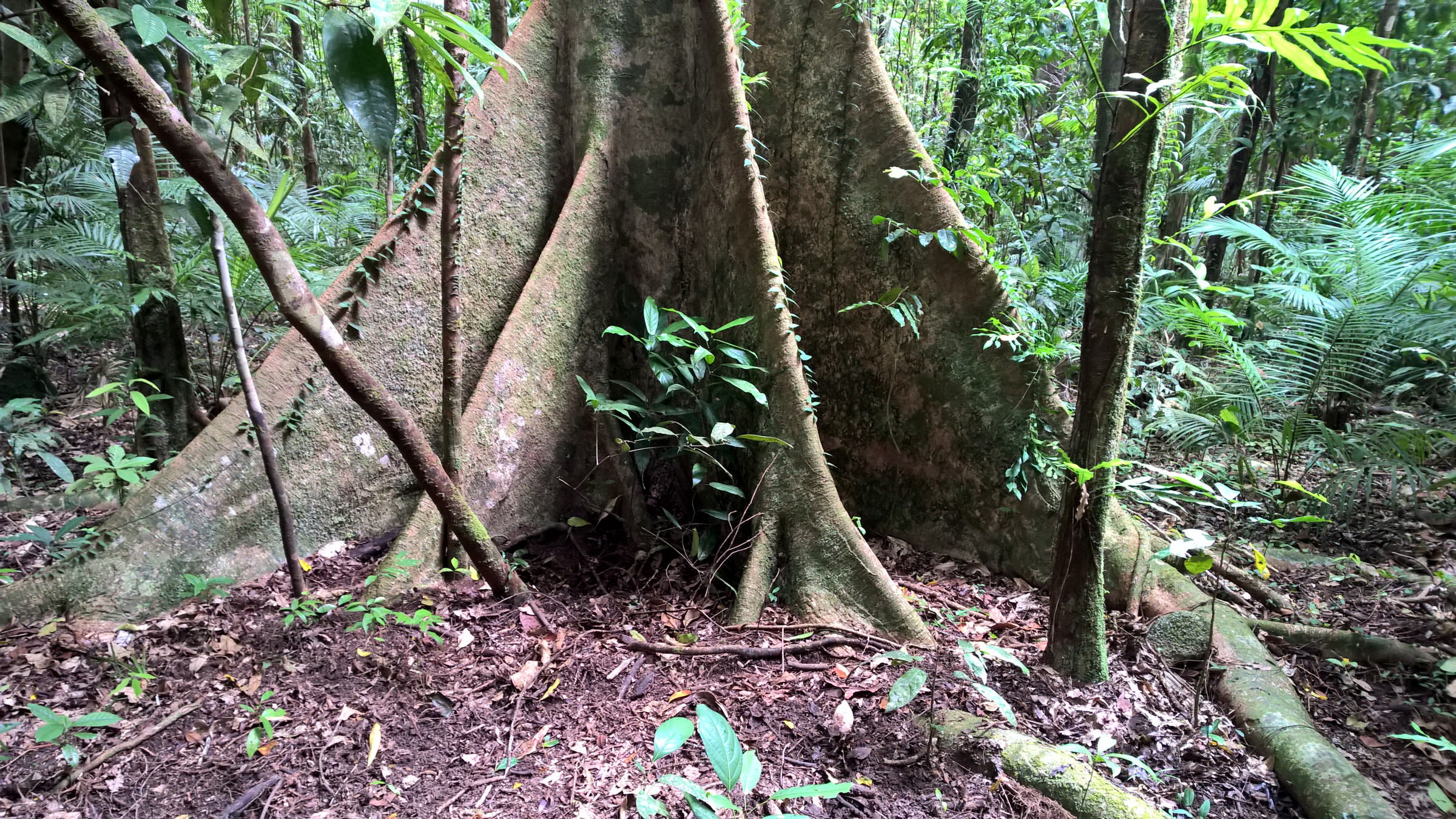 A common sight in the Mossman Gorge rainforest.