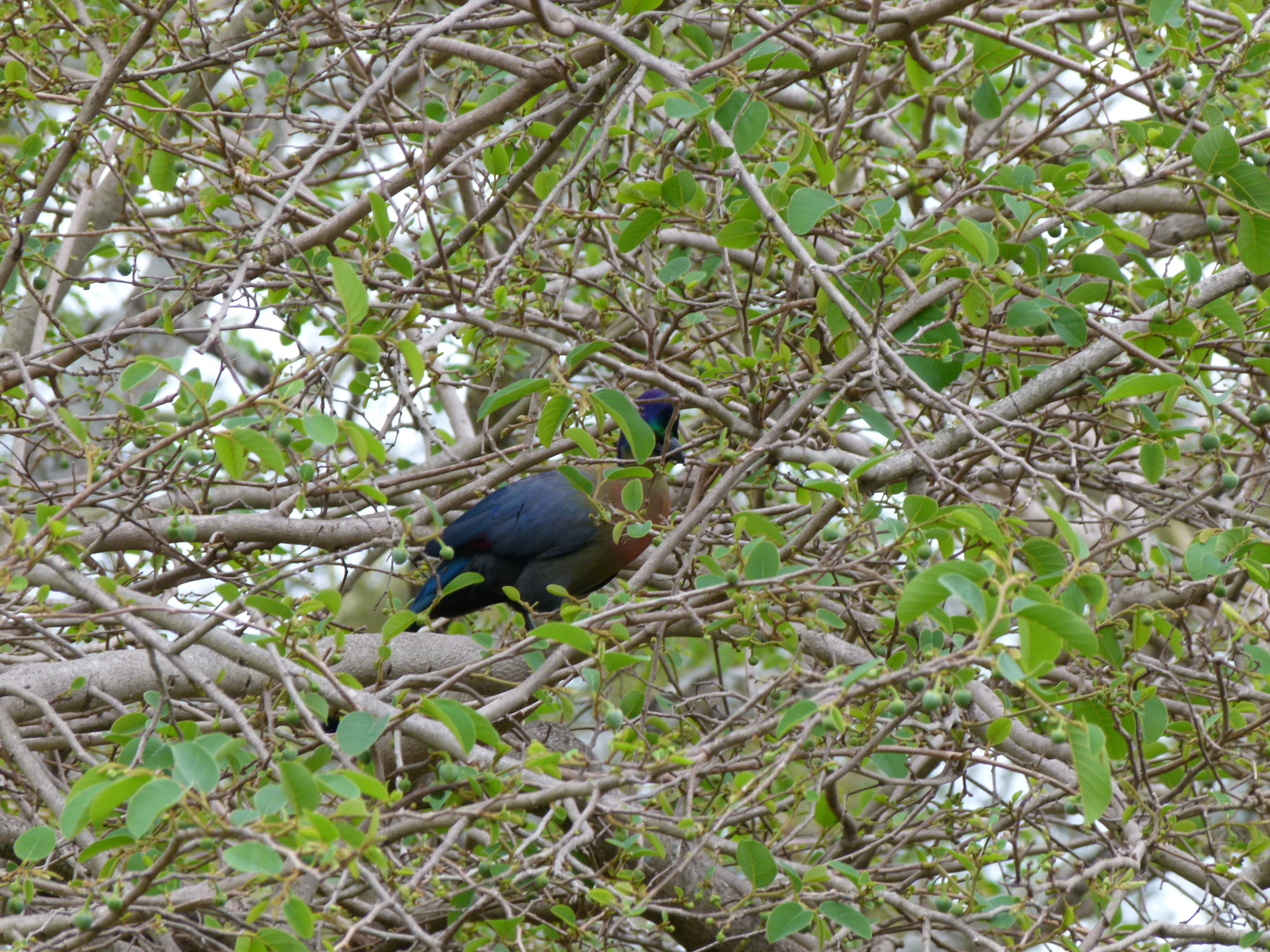Purple Crested Turaco outside our bungalow
