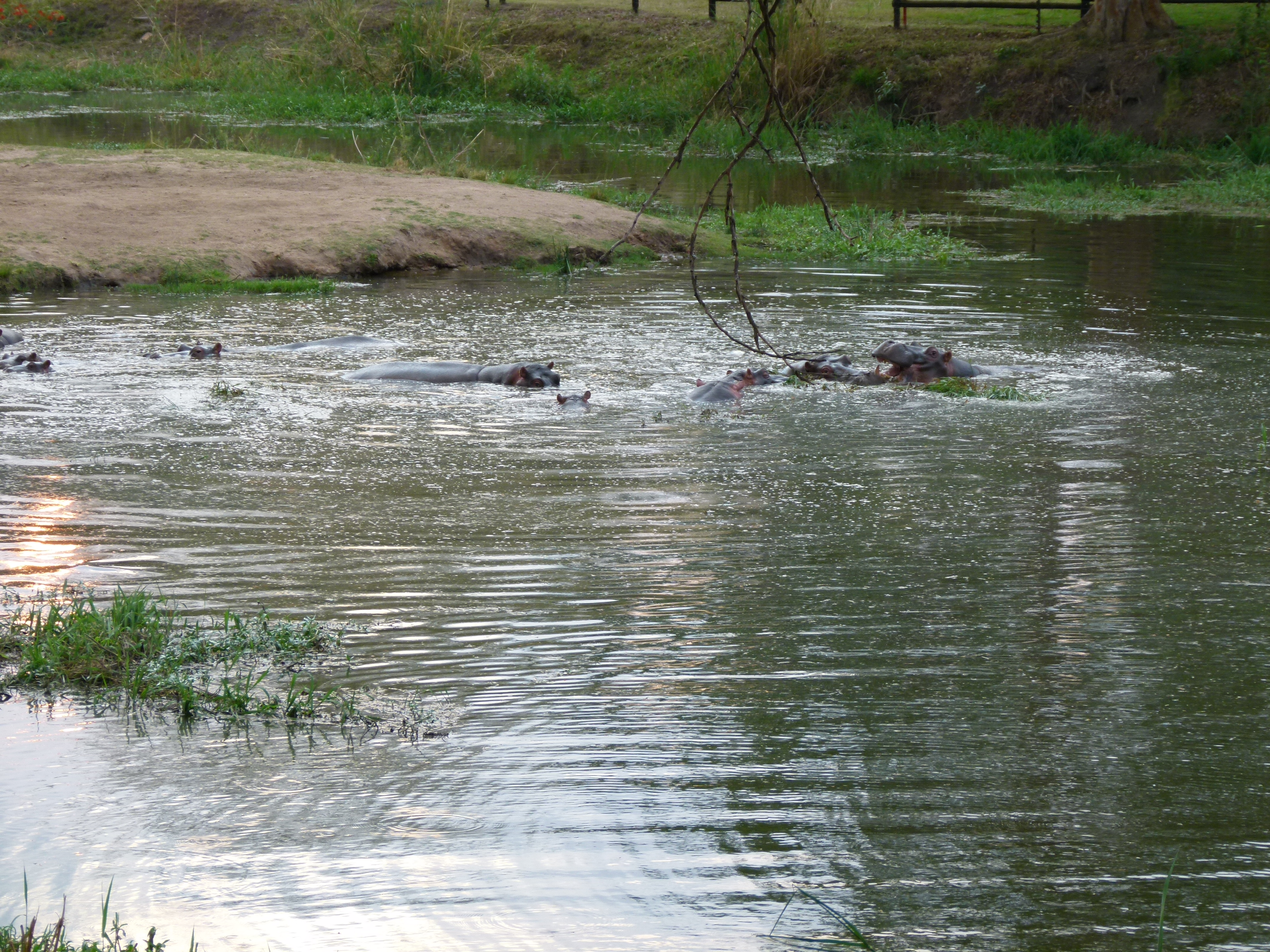 Plenty of hippo activity