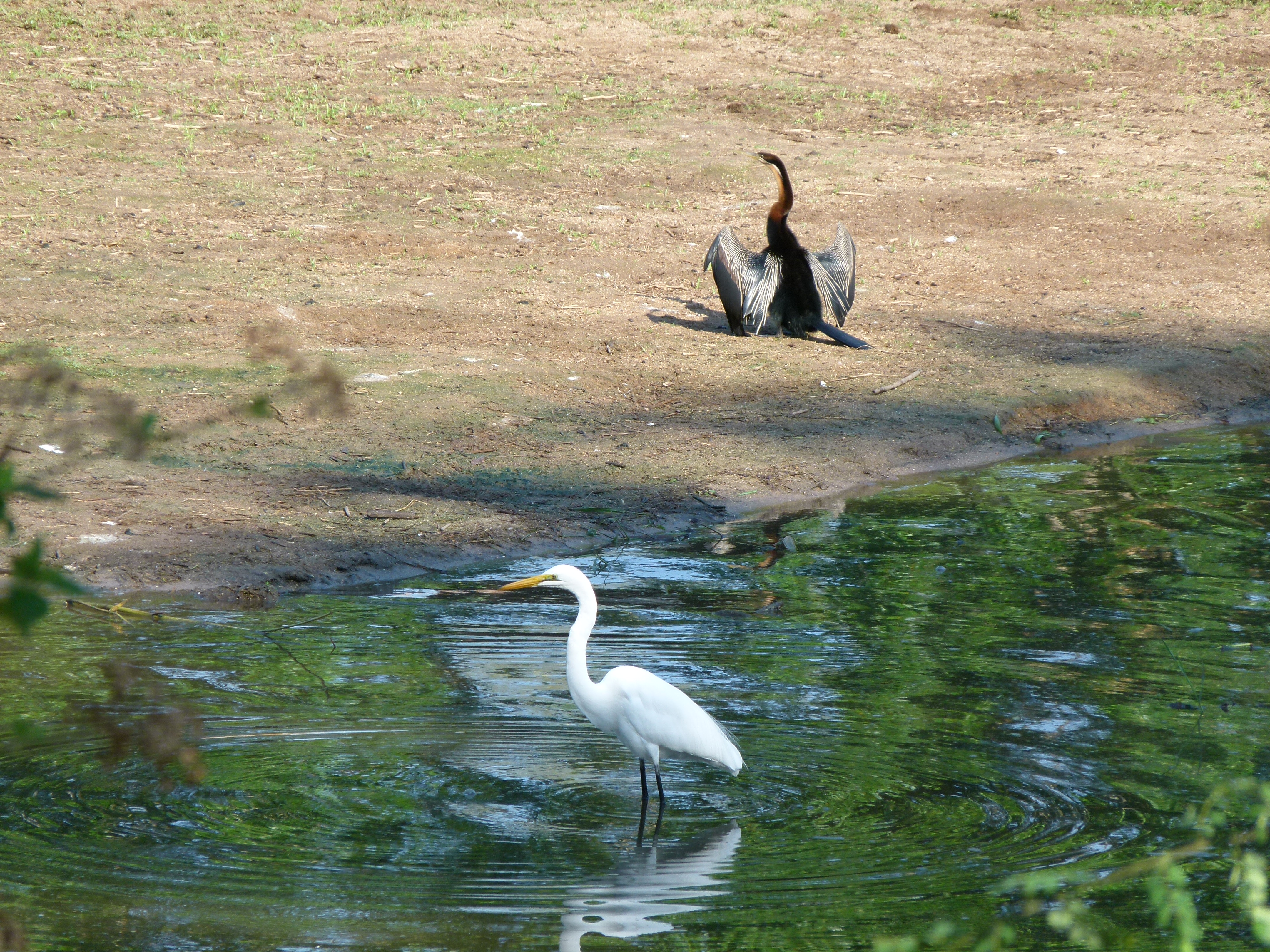 Great Egret and Darter