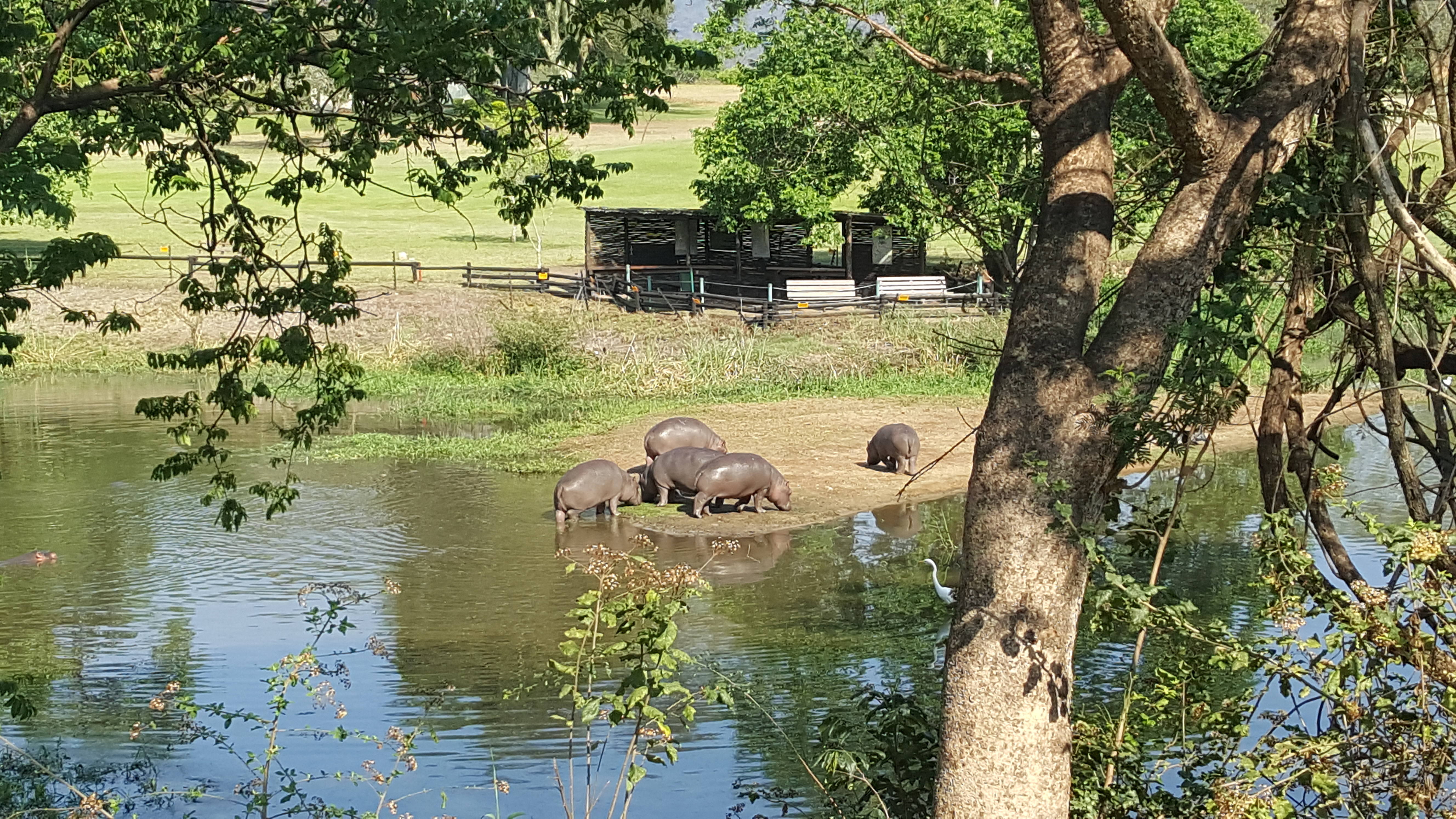 Just some of the two dozen (or more) hippos in the dam