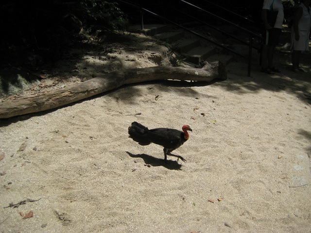 Bush Turkey