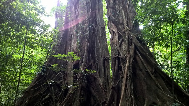 Giant Fig