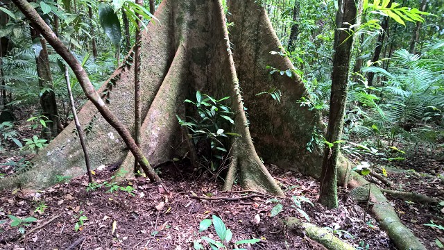 Buttressed Tree Roots