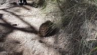 We came across this little chap just walking along the path.