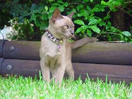 I'm just too cute with my leopard skin collar, don't you think?