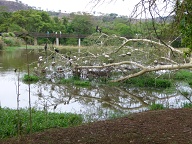 The trees are full of nests