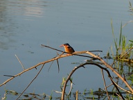 Malachite Kingfisher