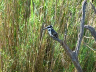 Pied Kingfisher