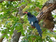 Green (aka Red-Billed) Wood-Hoopoe