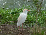 Cattle Egret