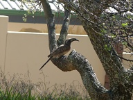 Grey Hornbill @ Featherbrooke