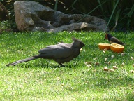 Go Away Bird and a Black Collared Barbet