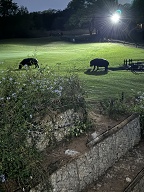 Hippos coming out of the dam on our first night