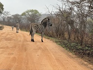 Zebras strolling in the Kruger on the sand road between Phabeni and Pretoriuskop