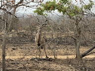 A fine Kudu male