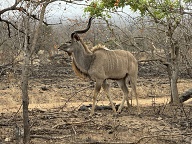 Another fine Kudu male