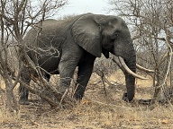 Pretty close but very relaxed elephant