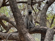 One of many monkeys at Sabi River