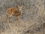 Nyala female