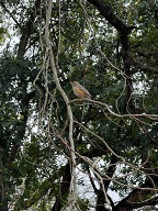 Kurrichane Thrush