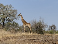 Giraffe posing for a photo