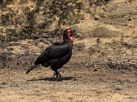 Ground Hornbill