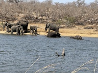 Elephants at Transport Dam