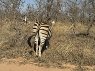 A nice Zebra bum shot