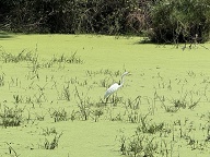 Great Egret