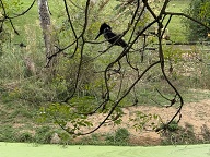 Giant Kingfisher