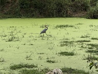 Goliath Heron