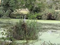 Grey Heron and Reed Cormorant