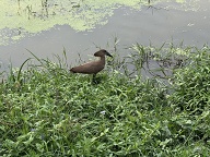 Hamerkop