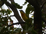 Grey headed bush shrike at Shindzela camp