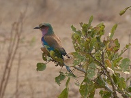 Lilac Breasted Roller