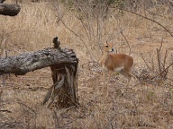 Steenbok male with one horn