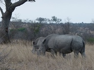 Relaxed rhinos