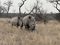 Relaxed rhinos checking us out