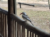 Red billed Hornbill