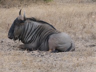 Blue Wildebeest