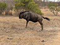 Blue Wildebeest posing