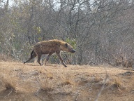 Hyaena