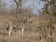 Zebra posing