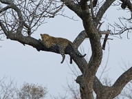 Leopard posing