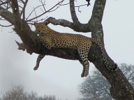 Leopard just hanging around