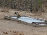 Hyaena taking a bath