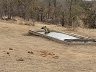 Hyaena taking a bath (iPhone)