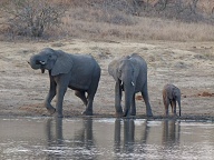 Elephants cooling off