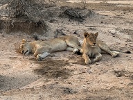 Lions chilling